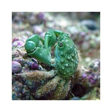 Emerald Crab (Mithraculus Sculptus) Mitrax