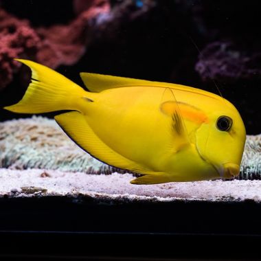 Orange Shoulder Tang (Acanthurus Olivaceus) Juvenil