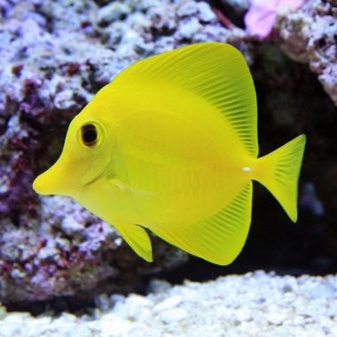 peste Yellow Tang - Hawaii (Zebrasoma Flavescens) S
