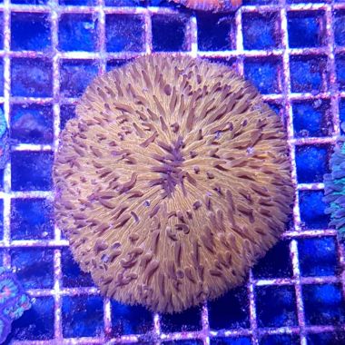 Plate Coral, Short Tentacle (Fungia Repanda)