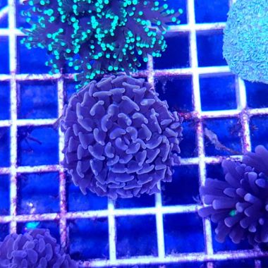 Hammer Coral Branched Euphyllia Gold