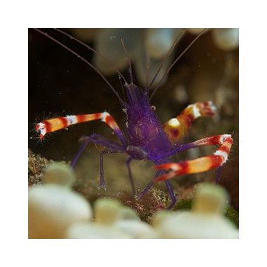 Banded Coral Shrimp (Stenopus Tenuirostris)