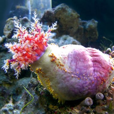 Clown Cucumber ( Pseudocolochirus violaceus )