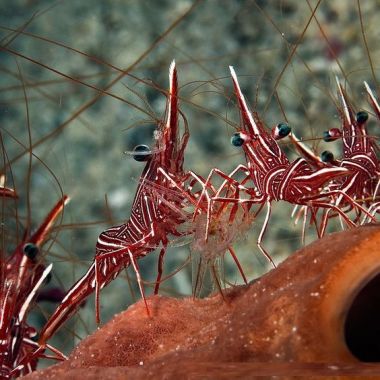 Crevete Dancing Shrimp (Rhynchocinetes Durbanensis)