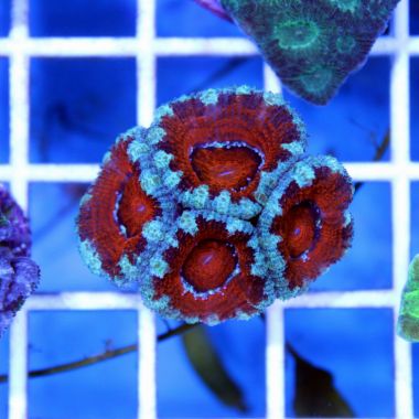 Acan Brain Coral (Acanthastrea Echinata)