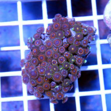 Colony Polyp,  (Zoanthus sp.)