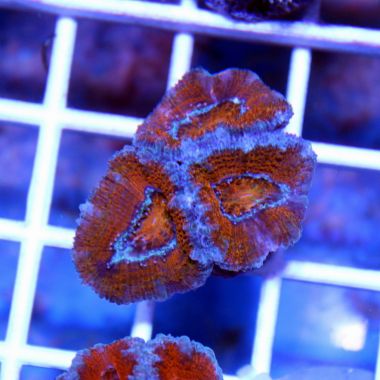Acan Brain Coral (Acanthastrea Echinata)