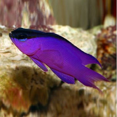 Peste Black Cap Basslet Gramma Melacara
