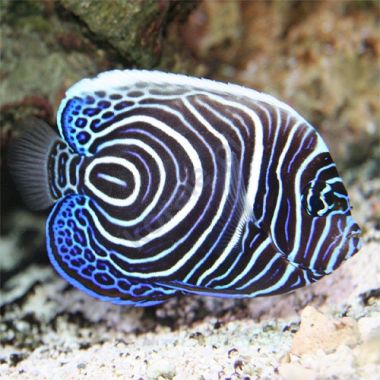 Peste Emperor Angelfish Pomacanthus Imperator
