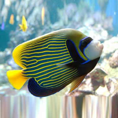 Peste Emperor Angelfish Pomacanthus Imperator