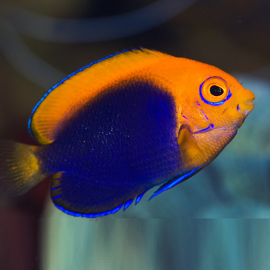 Peste Flameback Angelfish (Centropyge Acanthops)