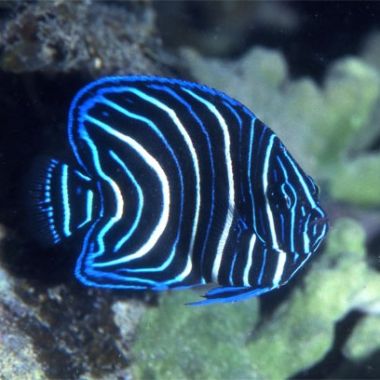 Peste Koran Angelfish (Pomacanthus Semicirculatus) J