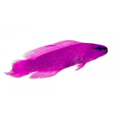 Peste Dottyback, Captive-Bred (Pseudochromis Fridmani)
