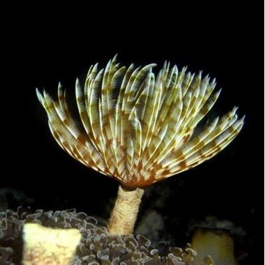 Vierme Feather Duster Yellow - Sabellastarte SPP