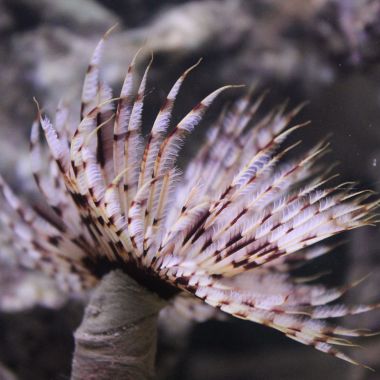 Vierme  Feather Duster - Sabellastarte SPP