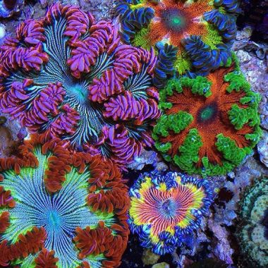  Anemona Flower White Green Red EPICYSTIS CRUCIFER