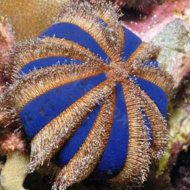 Arici Red/Blue Urchin (Mespilia Globulus)