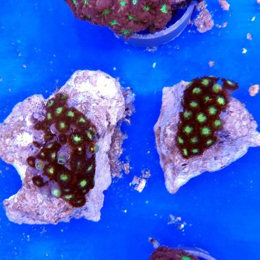 Colony Polyp Frag, (Zoanthus sp.)/UD