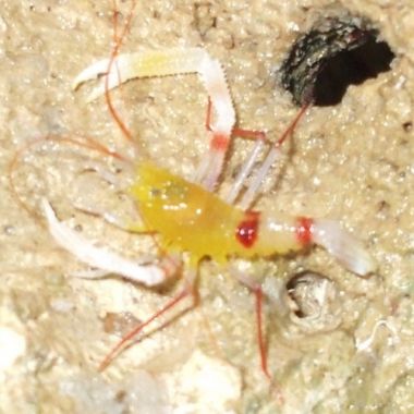 Crevete Red Leg Shrimp (Stenopus Zanzibaricus)
