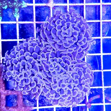 Hammer Coral Branched Euphyllia Ancora