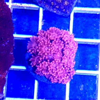 Goniopora Coral (Goniopora sp)