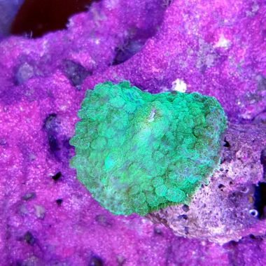 Bullseye Rhodactis Mushroom Green (Rhodactis inchoata)