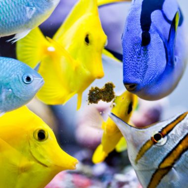 Hrana pesti Easy Reef Masstick 14g