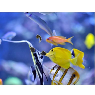 Hrana pesti Easy Reef Masstick 14g