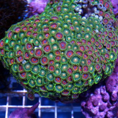 Colony Polyp (Zoanthus sp.)