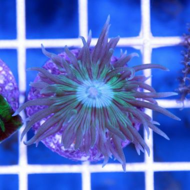 Green Polyp Duncan, (Duncanopsammia axifuga)