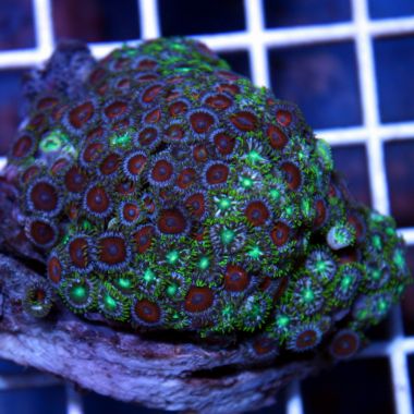 Colony Polyp (Zoanthus sp.)