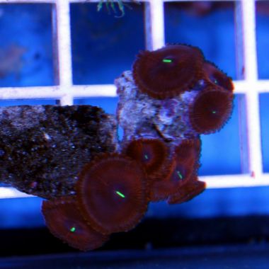Colony Polyp Frag, (Zoanthus sp.)/UD
