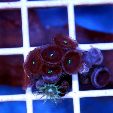 Colony Polyp Frag,  (Zoanthus sp.)