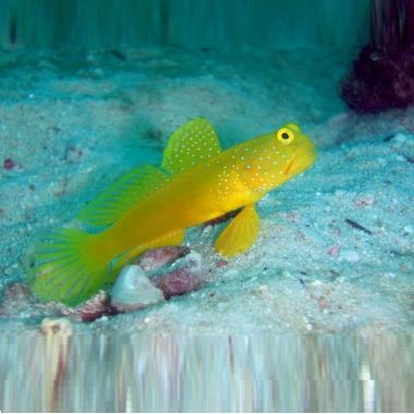 Peste Sulphur Goby Cryptocentrus cinctus