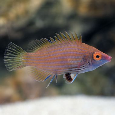 Peste Pink-Streaked Wrasse (Pseudocheilinops ataenia)