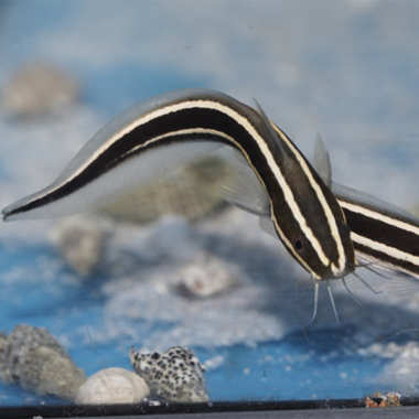 Peste Coral Catfish (Phetusus angularis)- Plotosus lineatus