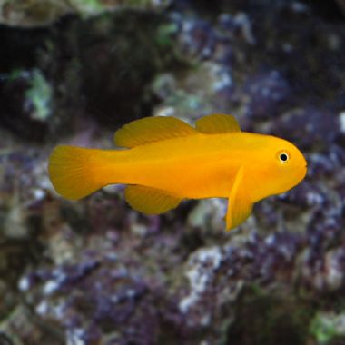 Clown Goby, Yellow (Gobiodon okinawae)