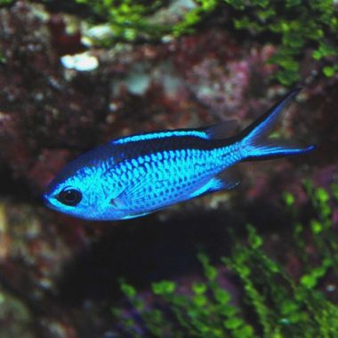 Peste Blue Reef (Chromis Cyanea)