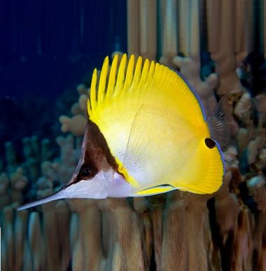 Peste Yellow Longnose Butterflyfish Forcipiger Flavissimus