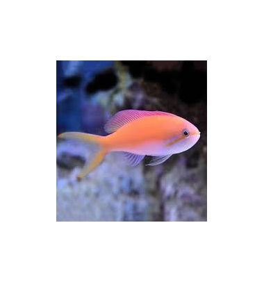 Carberryi Anthias (Nemanthias carberryi)