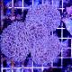 Coral Euphyllia Ancora gold