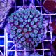 Coral Galaxea spp .Green
