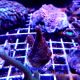 Coral Montipora spp