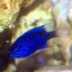Blue Sapphire Damselfish (Chrysiptera Springeri)