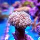 Frogspawn Coral Thin Branched (Euphyllia Divisa)