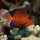 Ctenochaetus Hawaiiensis (Chevron Tang) M