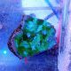 ​Chalice Coral  (Echinophyllia sp.)