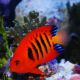 Flame Angelfish (Centropyge Loricula)