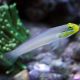 Sleeper Gold Head Goby (Valenciennea Strigata)