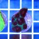Brain Coral Pineapple (Favites spp.)